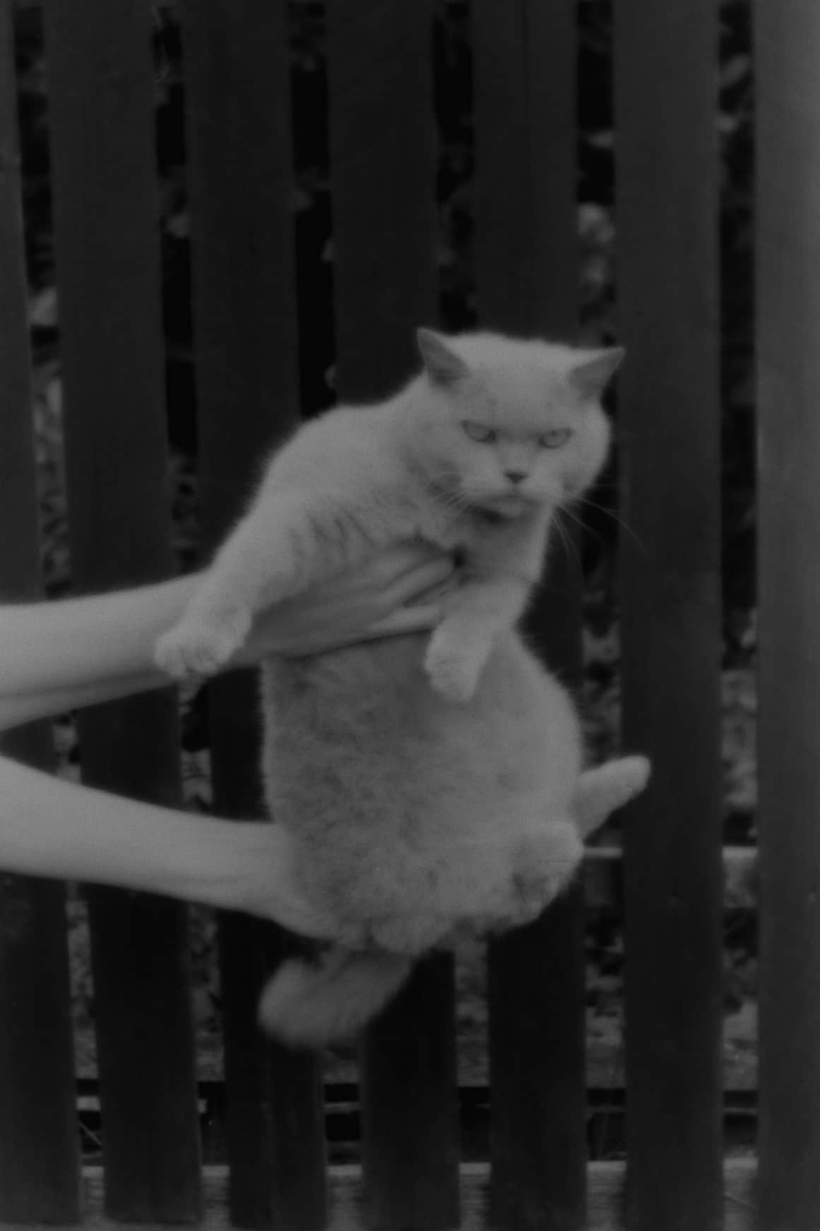 exhibiting cat